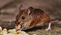 warehouse-pest-control Experts in Lake Wylie